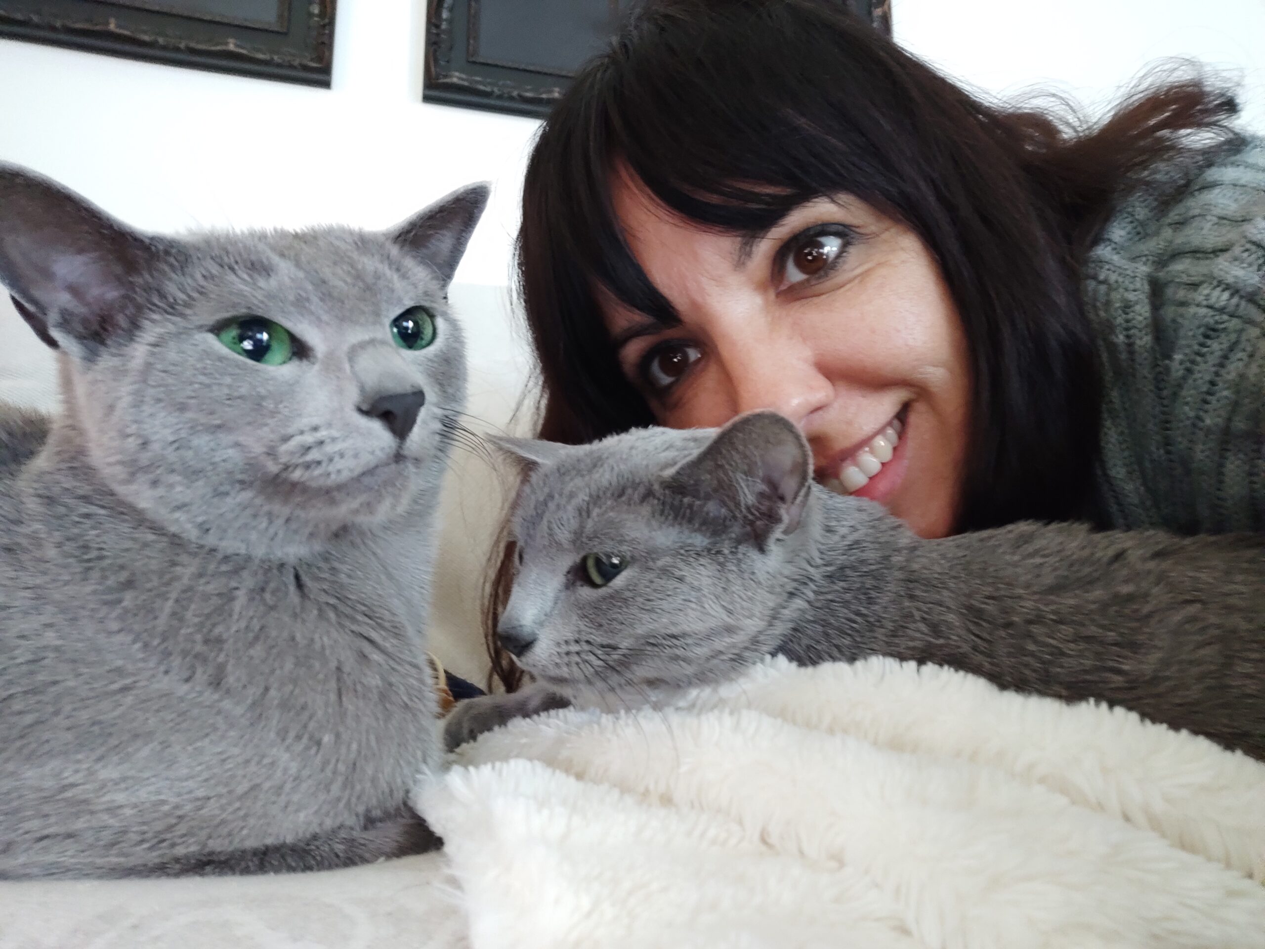 criadores de gatos azul ruso